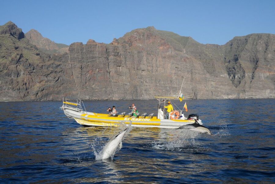 Los Gigantes: Dolphin and Whale Watching Cruise by Speedboat - Should you book the Los Gigantes speedboat?
