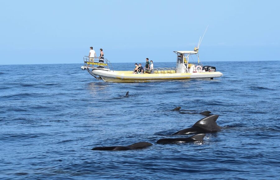 Los Gigantes: Dolphin and Whale Watching Cruise by Speedboat - Leaving Los Gigantes for the Teno-Rasca sanctuary