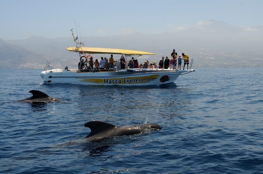 Los Gigantes: Dolphin & Whale Watching Cruise with Swim Stop - Why this short cruise works so well