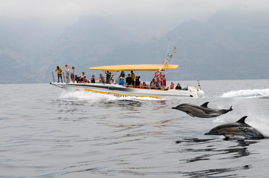 Los Gigantes: Dolphin & Whale Watching Cruise with Swim Stop - Watching pilot whales and dolphins in open water
