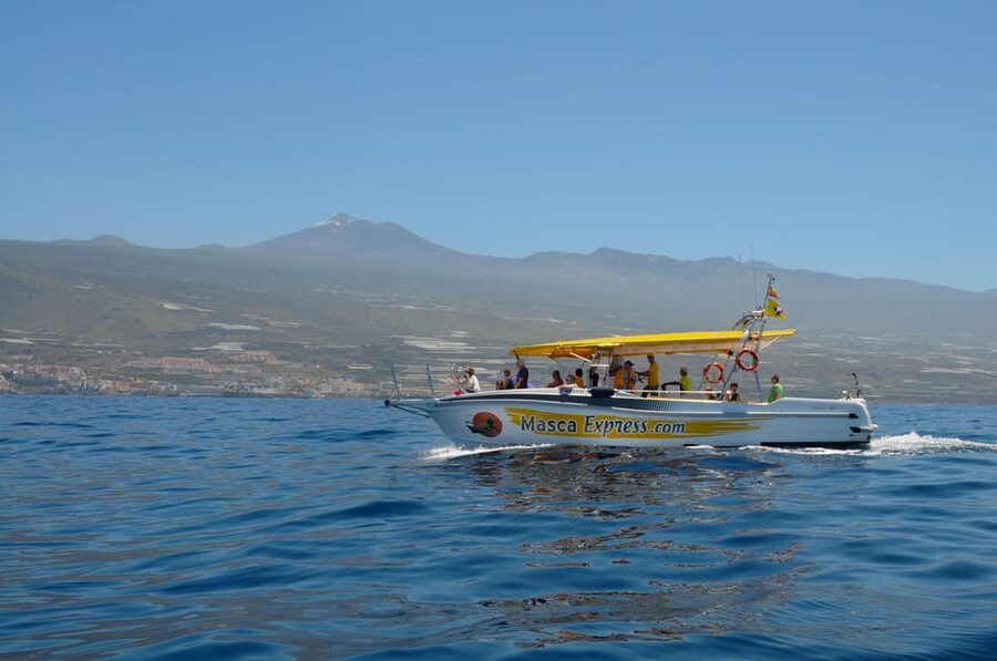 Los Gigantes: Dolphin & Whale Watching Cruise with Swim Stop - Leaving from Los Gigantes Port