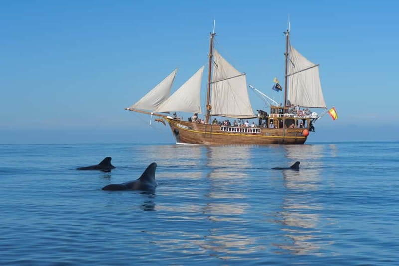 Los Gigantes: Dolphin & Whale Watching Tour on a Pirate Boat - Key points to know before you book