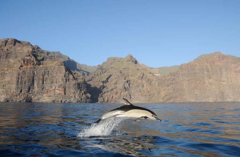 Los Gigantes: Dolphin & Whale Watching Tour on a Pirate Boat - Sailing from Los Gigantes on Flipper Uno