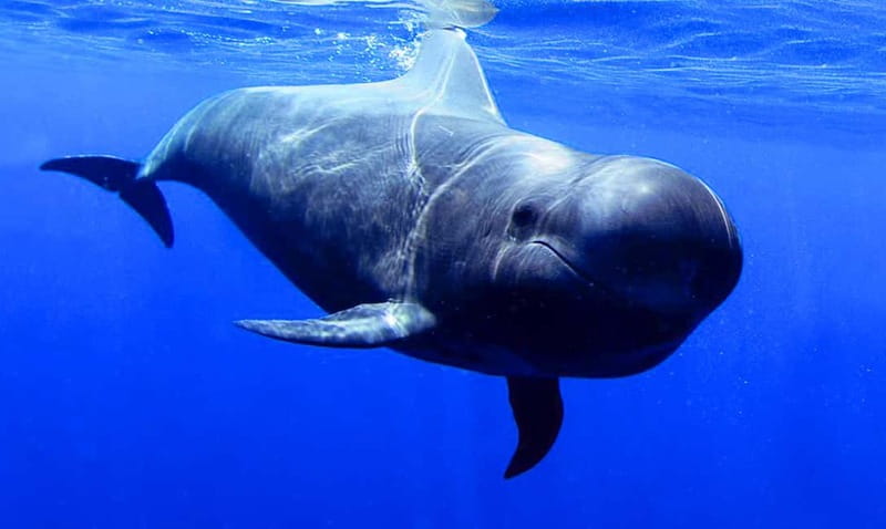 Los Gigantes: Dolphin & Whale Watching Tour on a Pirate Boat - Masca and Los Gigantes from the sea