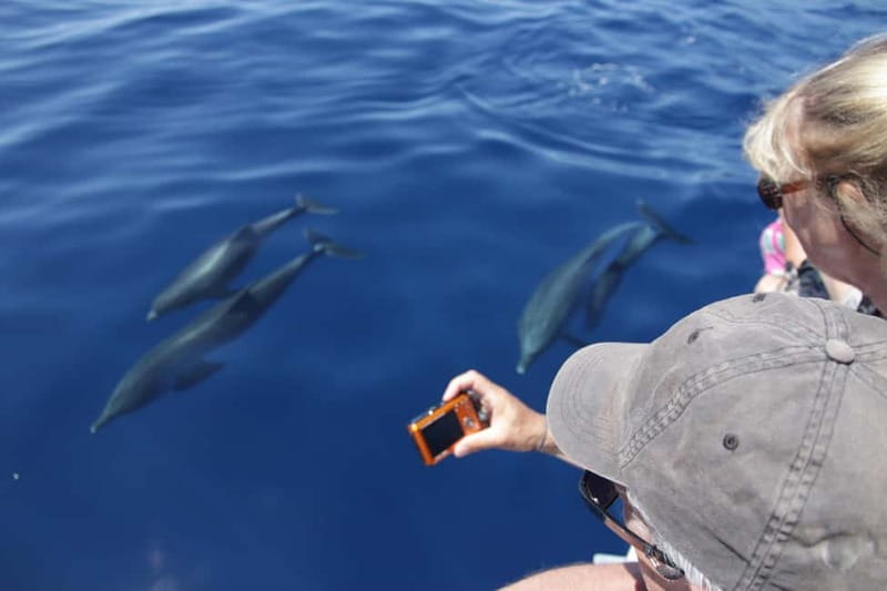Los Gigantes: Whale or Dolphin Watching Tour and Swim in Masca - Watching pilot whales and dolphins in open water