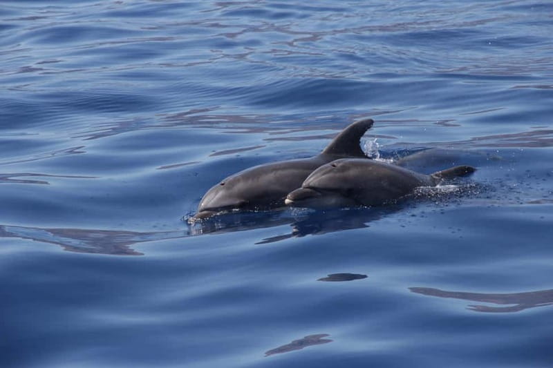 Los Gigantes: Whale or Dolphin Watching Tour and Swim in Masca - Should you book the Los Gigantes whale tour?