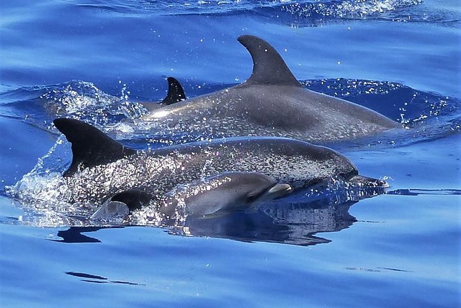 Los Gigantes Whale Watching Charter by Sail Boat - Key points to know before you book