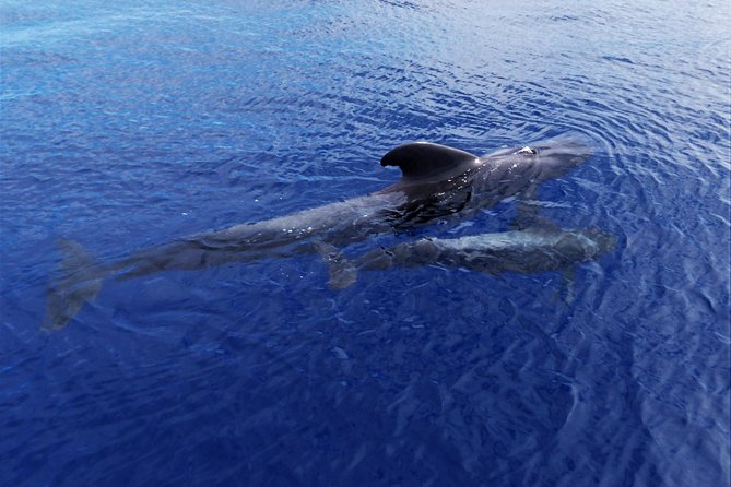 Los Gigantes Whale Watching Charter by Sail Boat - What the price includes at $90.70