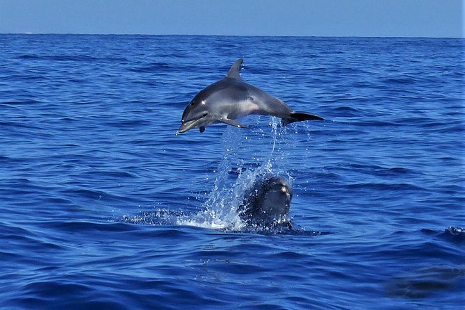 Los Gigantes Whale Watching Charter by Sail Boat - Practical advice for a smoother morning
