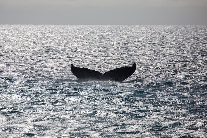Luxury Catamaran Whale Watch - Food, drinks, and the luxury factor
