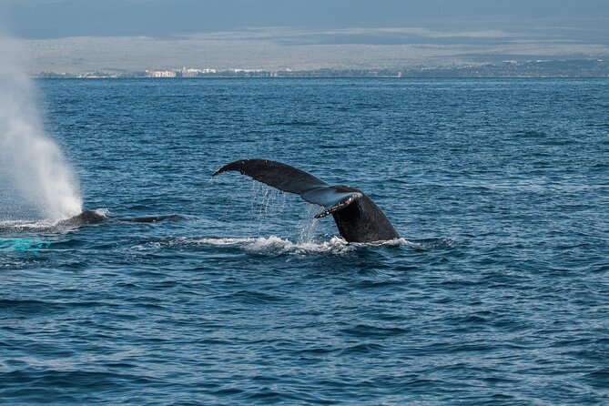 Luxury Catamaran Whale Watch - Who should book this whale watch?
