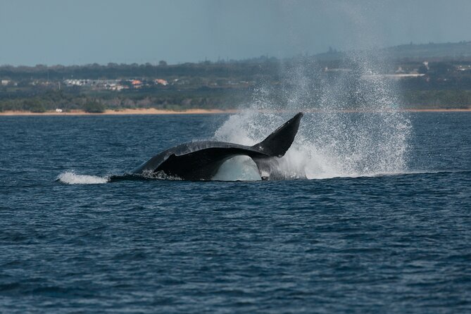 Luxury Catamaran Whale Watch - The crew makes the difference