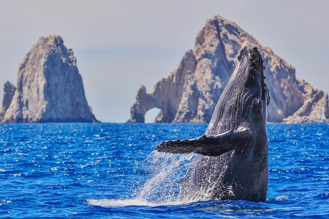 Luxury Catamaran Whale Watching Cabo San Lucas - Key points at a glance
