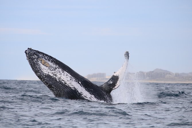 Luxury Catamaran Whale Watching Cabo San Lucas - Two hours of whale watching in open water