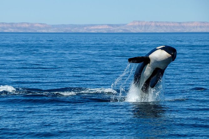 Luxury Catamaran Whale Watching Cabo San Lucas - What the luxury label means here