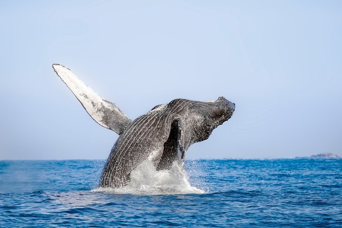 Luxury Catamaran Whale Watching Cabo San Lucas - The crew’s strongest role: teaching and respectful viewing