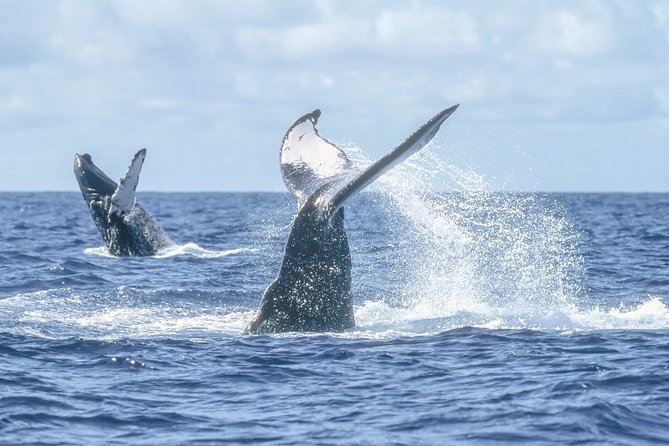Luxury Catamaran Whale Watching Cabo San Lucas - Is the boat suitable for every passenger?
