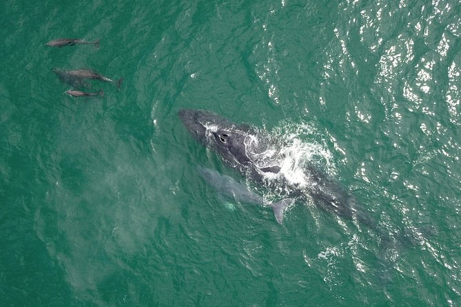 Luxury Catamaran Whale Watching Cabo San Lucas - What you receive for $129