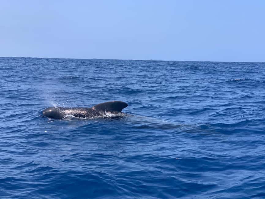 Luxury EcoMarine Safari – Whale & Dolphin Watching Adventure - Key points at a glance
