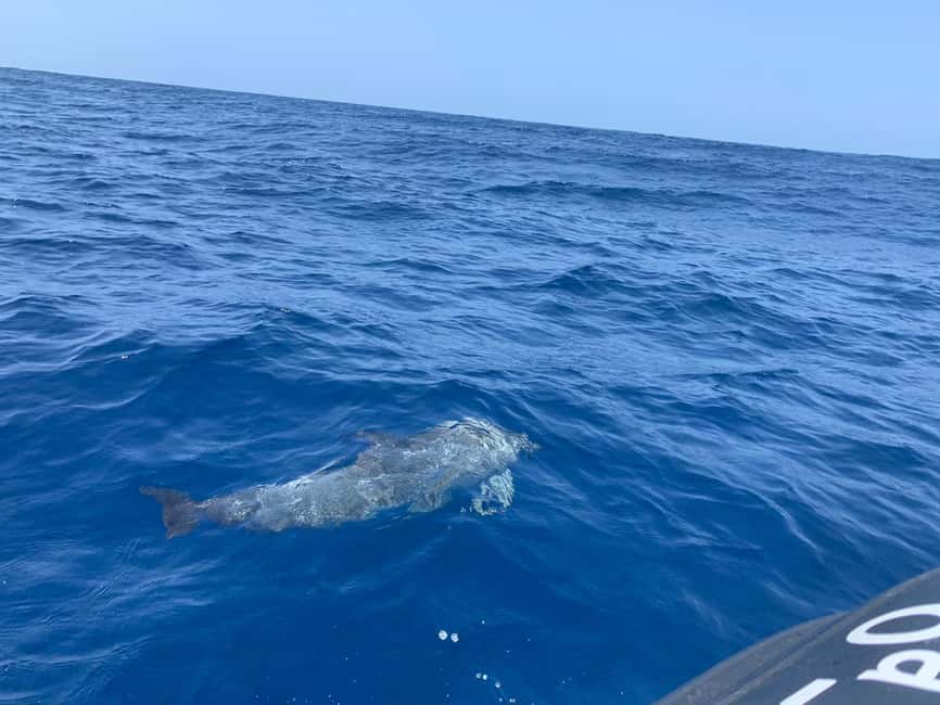 Luxury EcoMarine Safari – Whale & Dolphin Watching Adventure - A small zodiac from Las Galletas