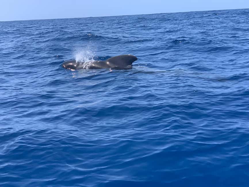 Luxury EcoMarine Safari – Whale & Dolphin Watching Adventure - One hour with dolphins and pilot whales