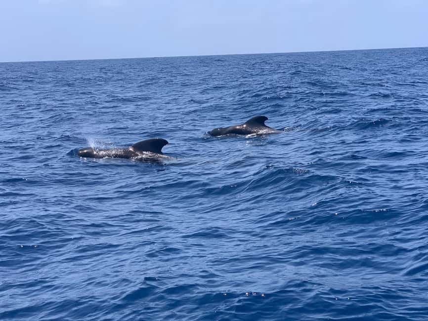 Luxury EcoMarine Safari – Whale & Dolphin Watching Adventure - What the $112 price really buys
