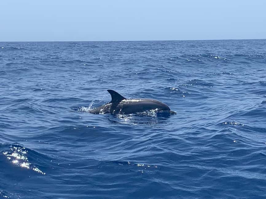 Luxury EcoMarine Safari – Whale & Dolphin Watching Adventure - Punta Rasca and the first look offshore