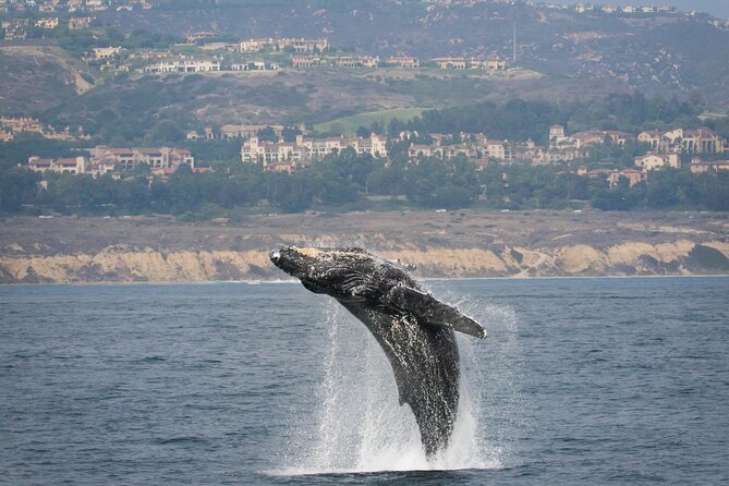 Luxury Whale Watching: Fewer People, Extra Speed, Expert Staff - The rhythm of a two to three hour cruise