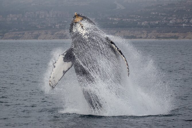 Luxury Whale Watching: Fewer People, Extra Speed, Expert Staff - Who will enjoy this Newport Beach whale watch