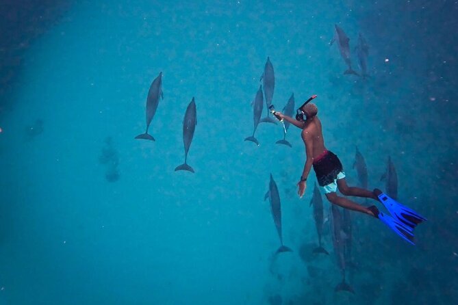 Lydia Boat Mauritius :Private boat tour:Whales&Dolphins encounter - What the Benitier Island closure changes