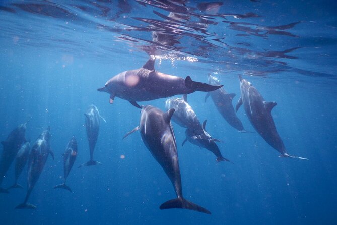 Lydia Boat Mauritius :Private boat tour:Whales&Dolphins encounter - Leaving Le Morne on a private speedboat