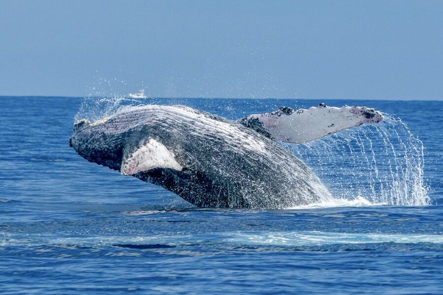 Ma'alaea Harbor: Whale Watching Tour Aboard Power Catamaran - Key points to know before booking