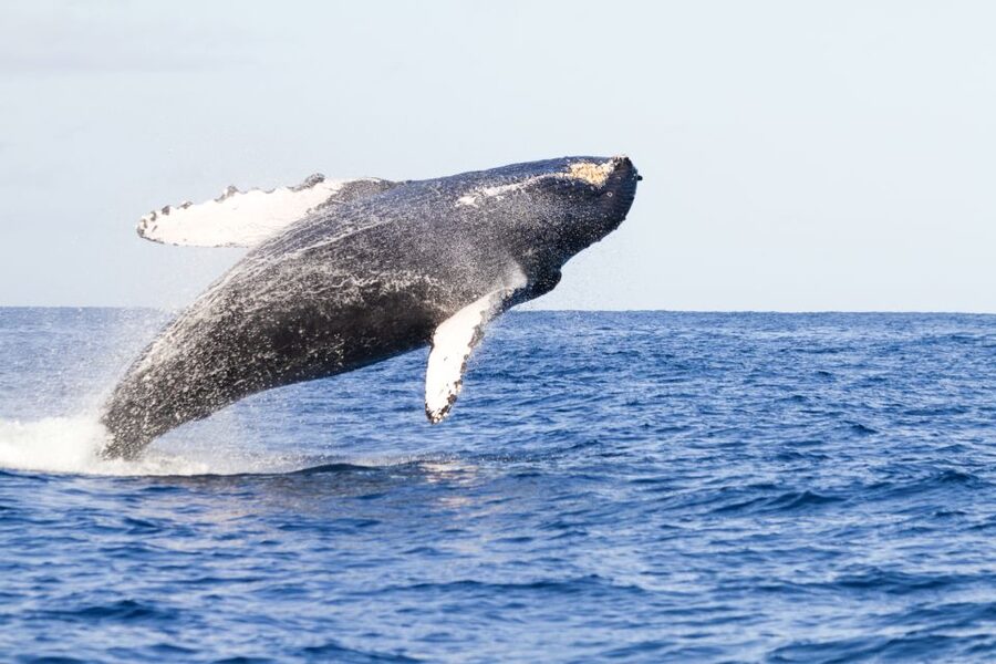 Ma'alaea Harbor: Whale Watching Tour Aboard Power Catamaran - Searching for the first blow