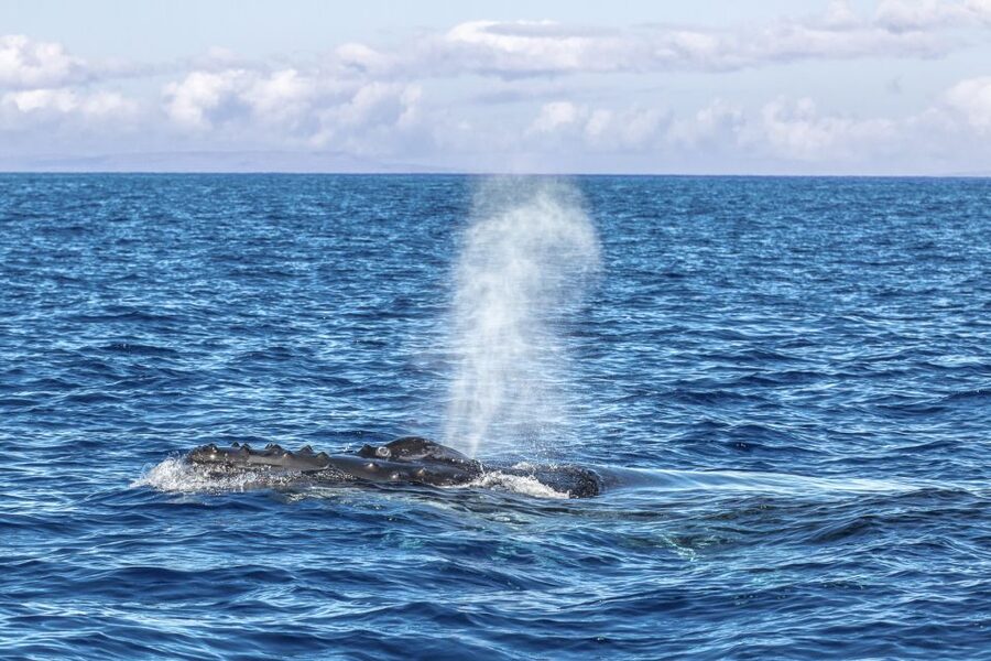 Ma'alaea Harbor: Whale Watching Tour Aboard Power Catamaran - Hearing whale songs through the hydrophone