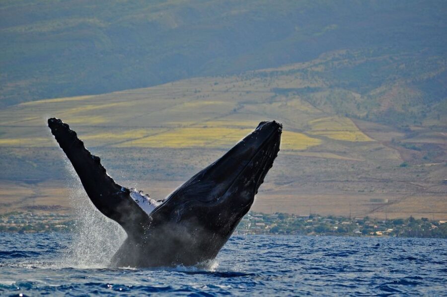 Ma'alaea Harbor: Whale Watching Tour Aboard Power Catamaran - Where to sit for the best view