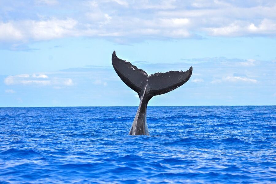 Ma'alaea Harbor: Whale Watching Tour Aboard Power Catamaran - What the $49 ticket really includes