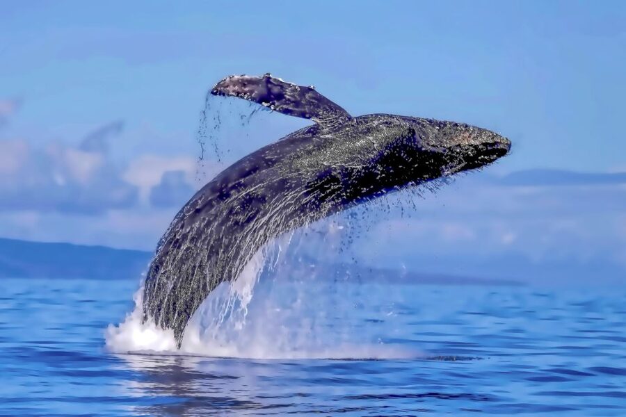 Ma'alaea Harbor: Whale Watching Tour Aboard Power Catamaran - How the experience changes through the season