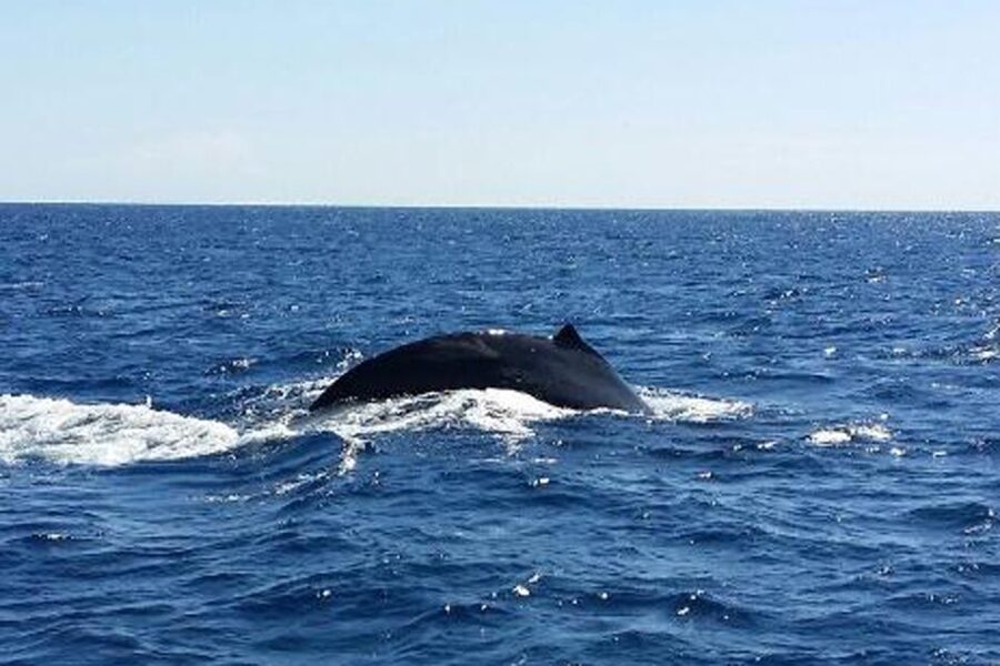 Maalaea: Small Group 2-Hour Whale Watch Experience - The crew and the human side of the trip