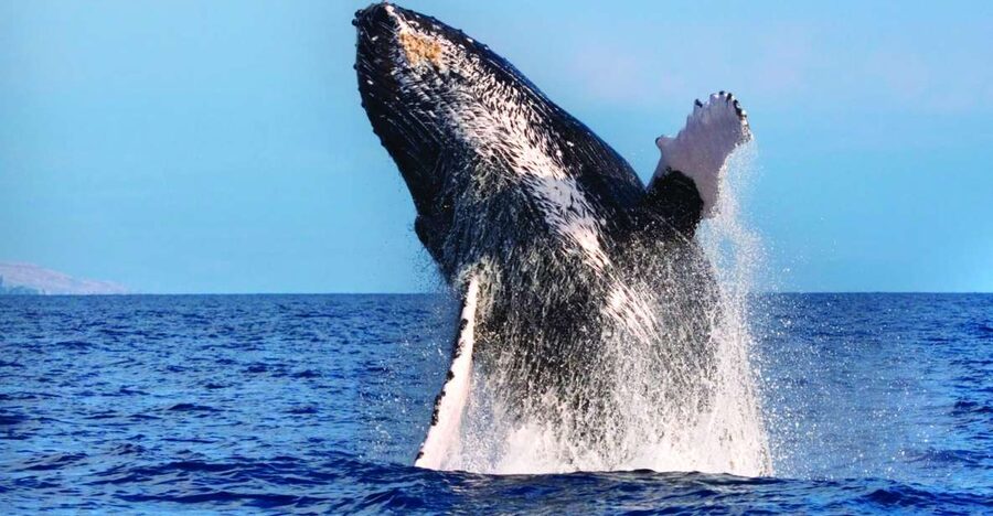Maalaea: Small Group 2-Hour Whale Watch Experience - What whale season means for your expectations
