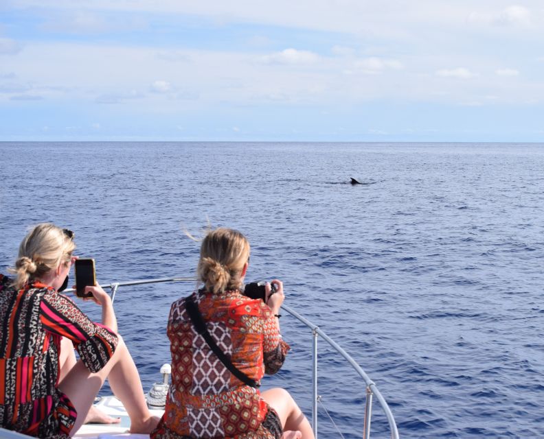 Madeira: 2.5-Hour Whale and Dolphin-Watching Cruise - Key points to know before you book