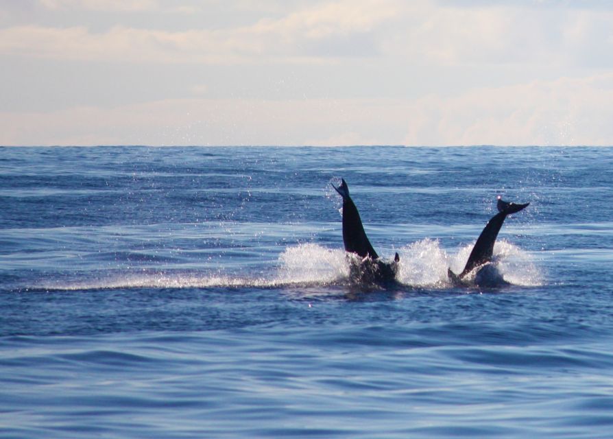 Madeira: 2.5-Hour Whale and Dolphin-Watching Cruise - Booking advice for the best day