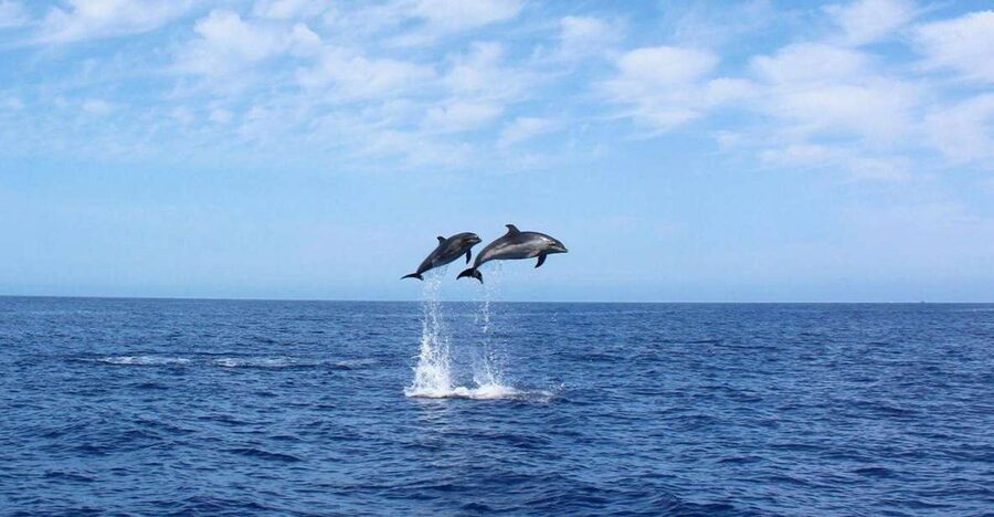 Madeira: 2.5-Hour Whale and Dolphin-Watching Cruise - Starting at Calheta Marina