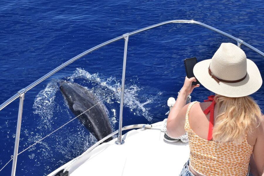 Madeira: 2.5-Hour Whale and Dolphin-Watching Cruise - Watching dolphins and whales responsibly