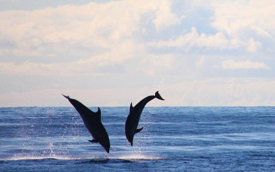 Madeira: 2.5-Hour Whale and Dolphin-Watching Cruise - The swimming stop in clear Madeira water
