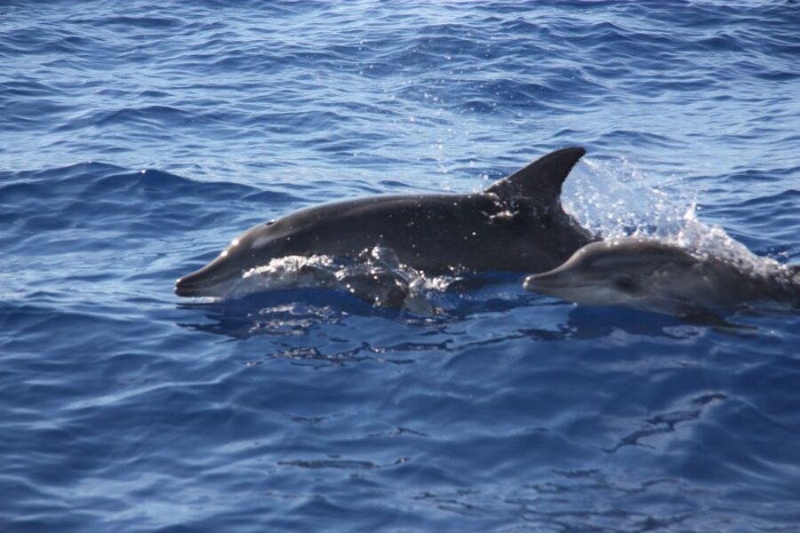 Madeira: 2.5-Hour Whale and Dolphin-Watching Cruise - What the $81 price gets you