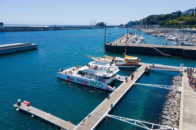 Madeira Dolphin and Whale Watching on a Ecological Catamaran - What the $42.33 price buys you
