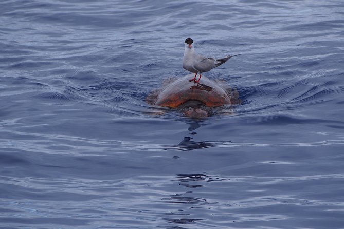 Madeira Dolphin and Whale Watching on a Ecological Catamaran - Who will enjoy this cruise most