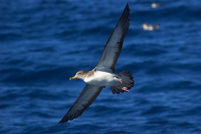 Madeira Dolphin & Whale Watching Tour - The RIB ride and Madeira from offshore