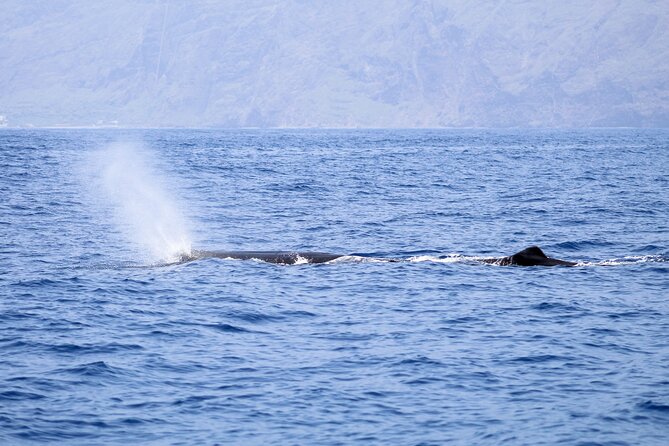 Madeira Dolphin & Whale Watching Tour - Is $58.05 a fair price?