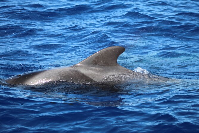 Madeira Dolphin & Whale Watching Tour - Who will enjoy this trip most?